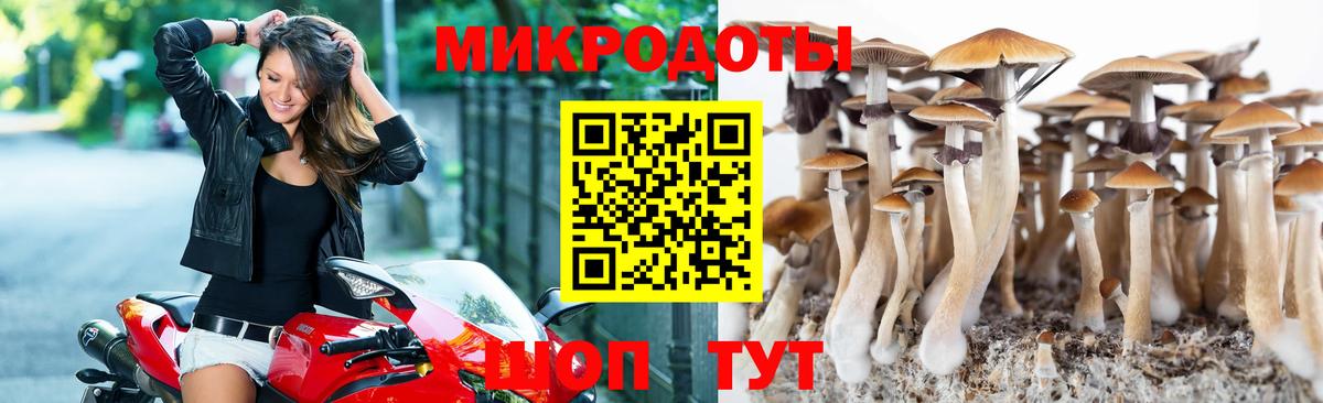 Псилоцибиновые грибы Psilocybe Кушва